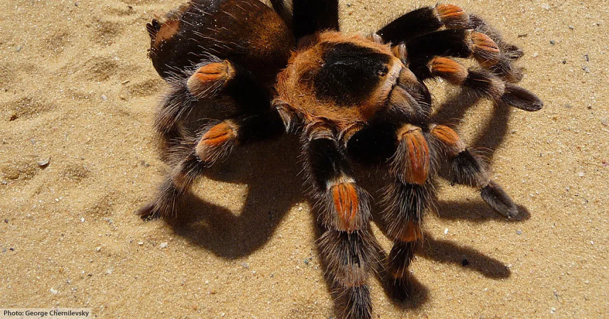15383 redknee tarantula size