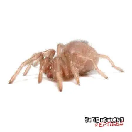 15385 colombian blue bottle tarantula handling