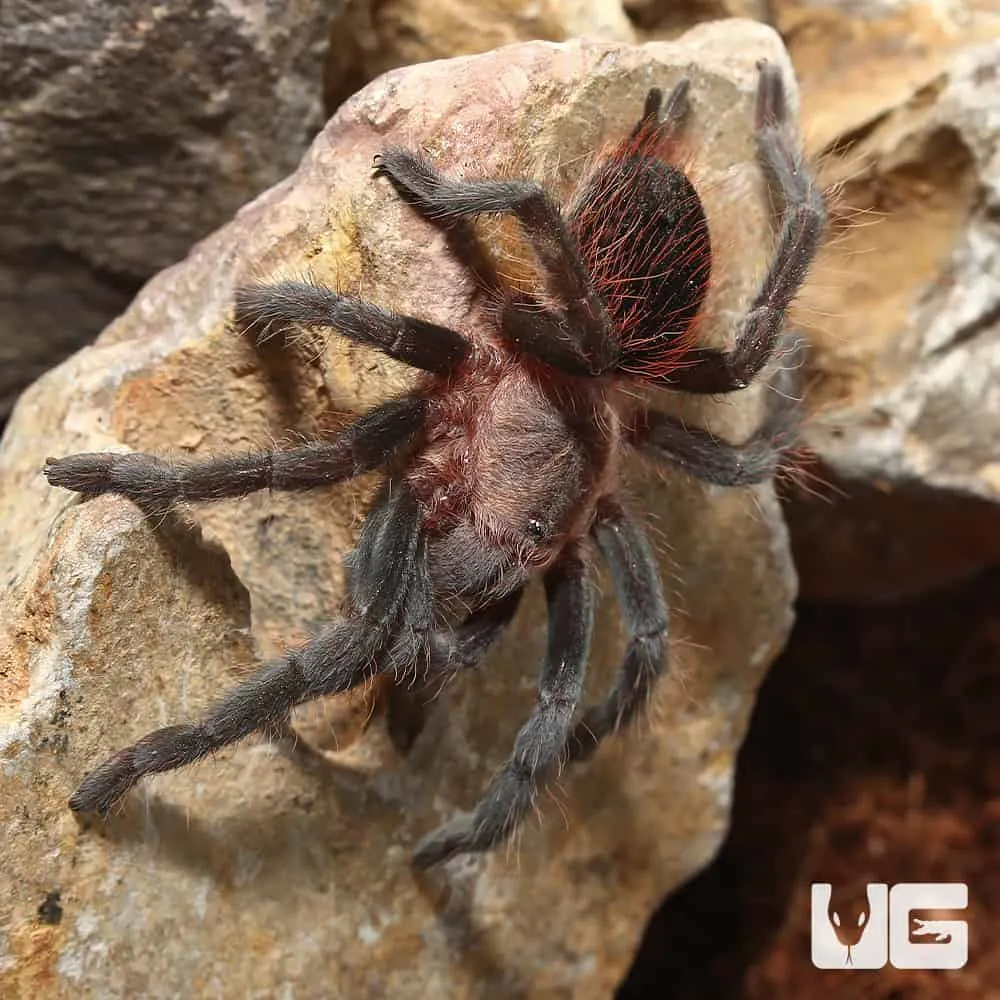 15385 colombian blue bottle tarantula molting