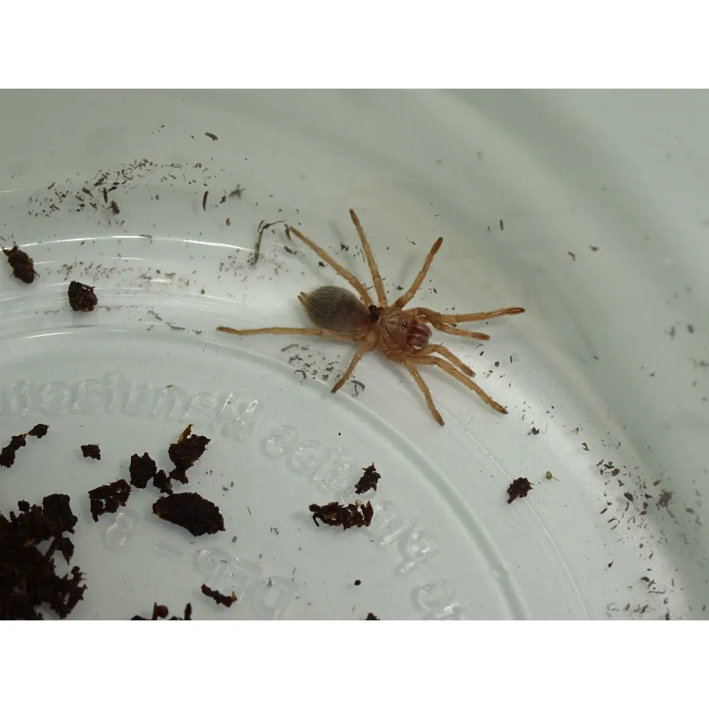 15385 colombian blue bottle tarantula overview