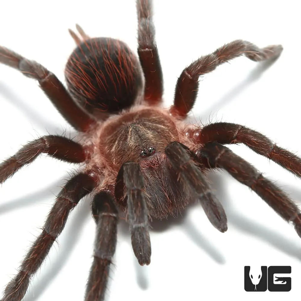 15385 colombian blue bottle tarantula substrate