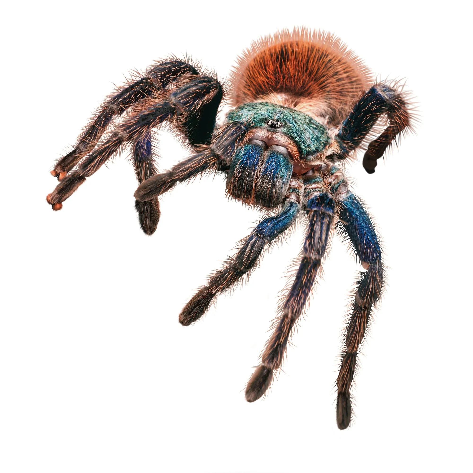 /img/15386-tarantula-feeding.webp