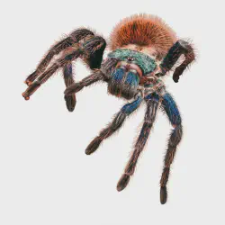 /img/15386-tarantula-feeding.webp