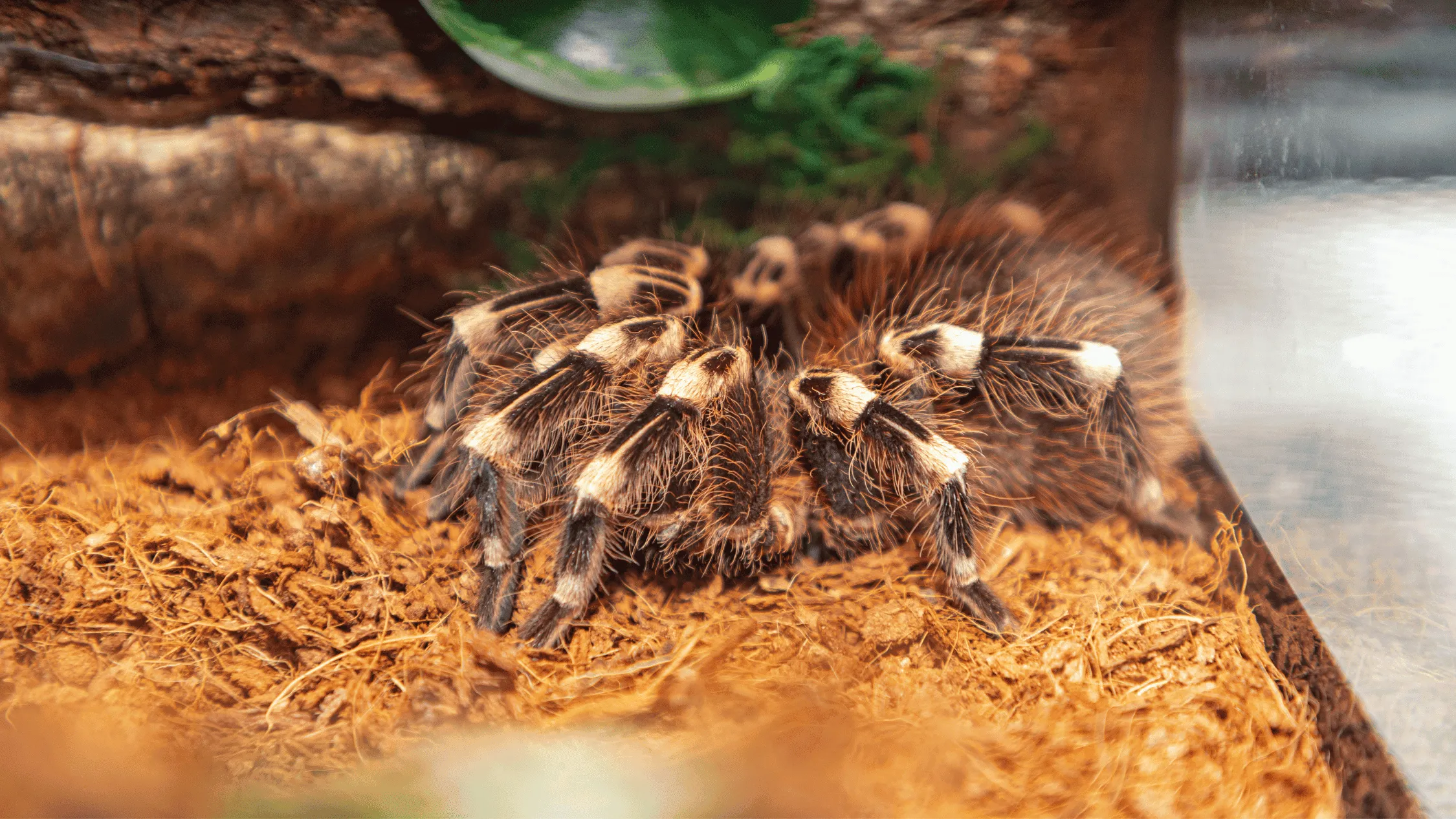 15386 tarantula reptile expo