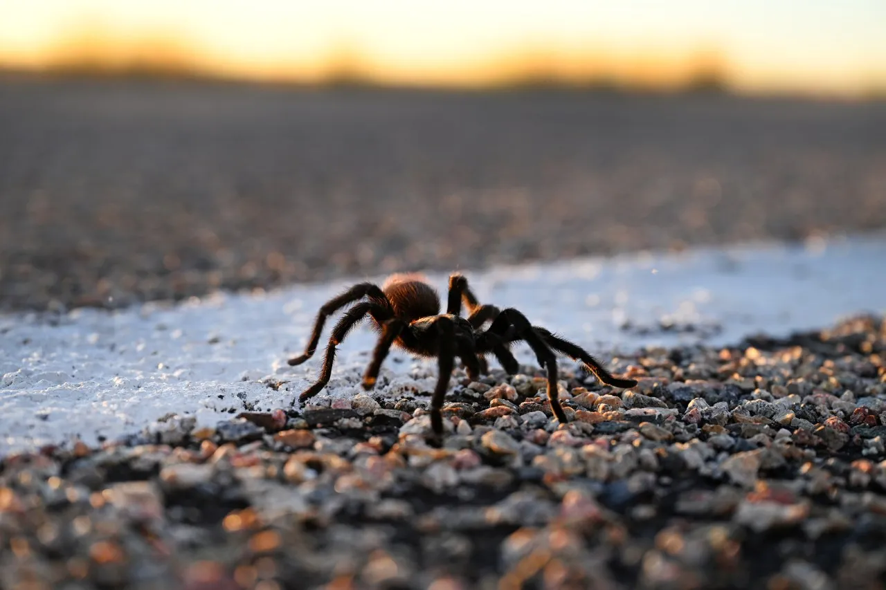 /img/15387-tarantula-conservation.webp
