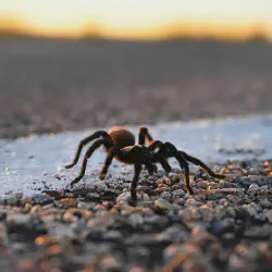 /img/15387-tarantula-conservation.webp