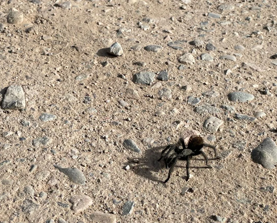 15387 tarantula eating