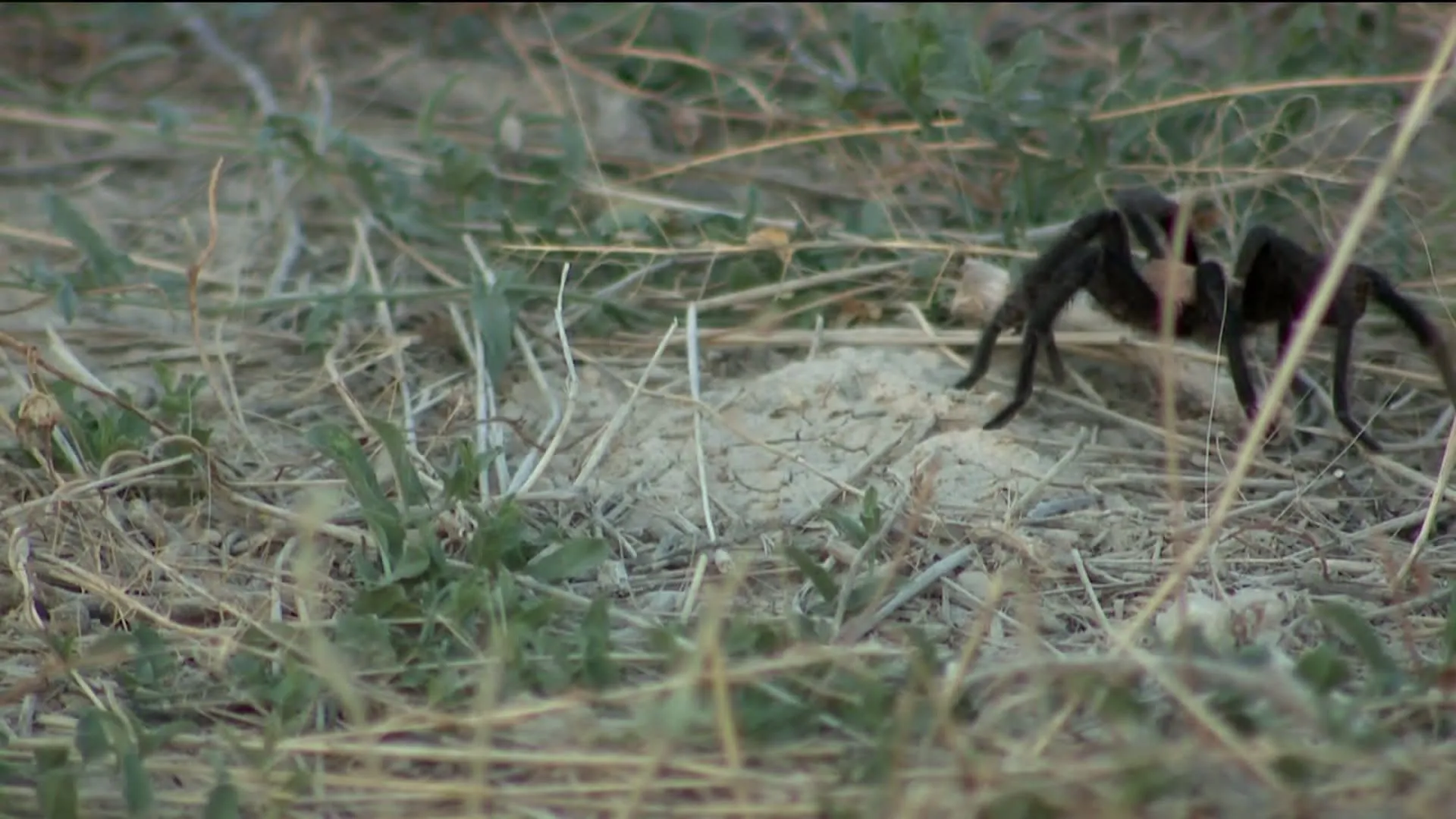 15387 tarantulas habitat