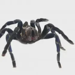 /img/15388-cobalt-blue-tarantula-where-to-buy.webp