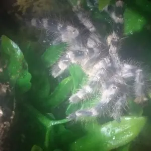 15389 feeding tarantula