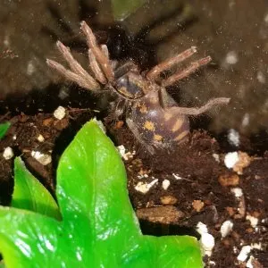 15389 tarantula handling