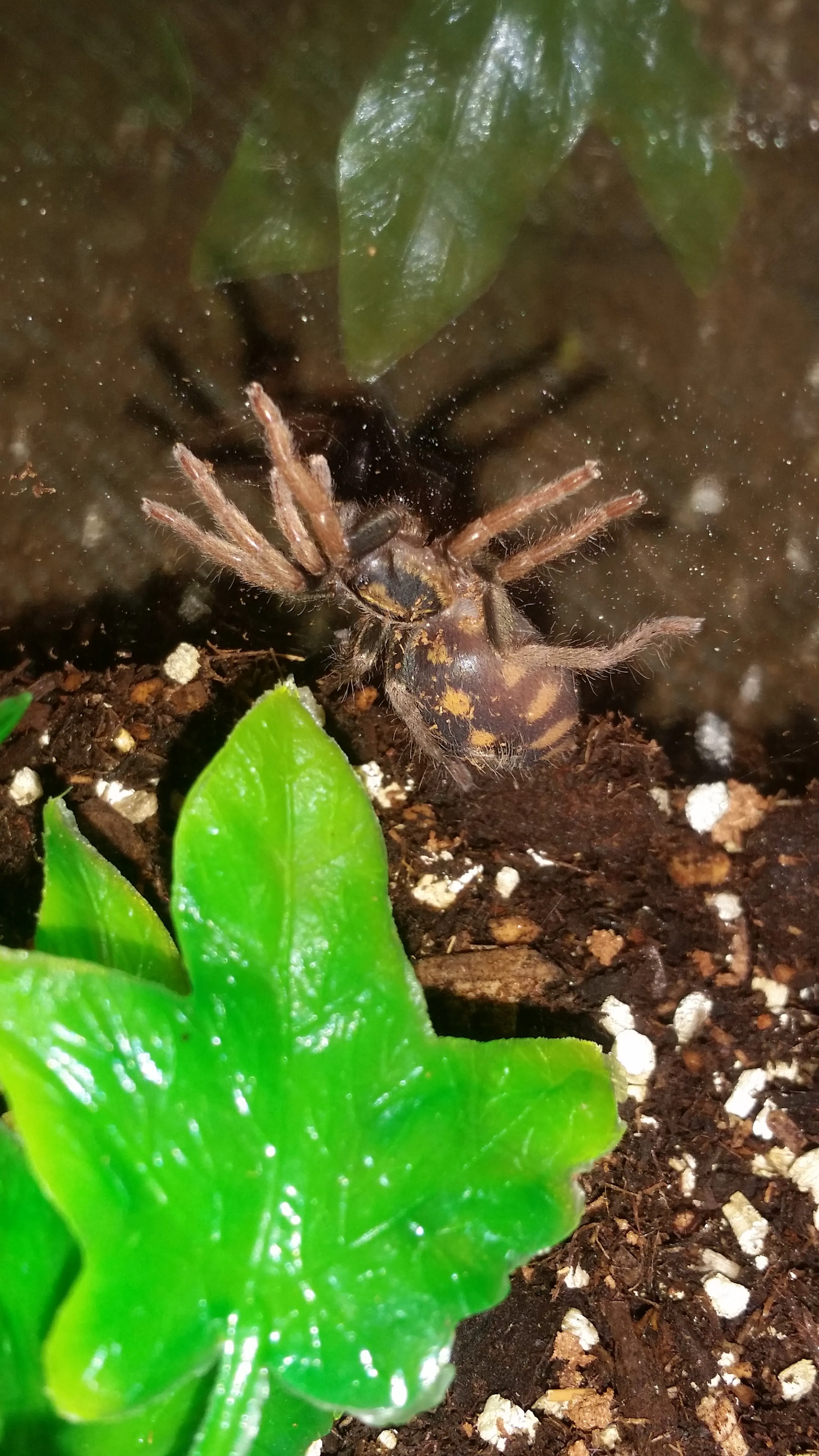 /img/15389-tarantula-molting.webp