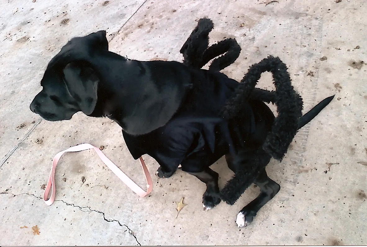 15390 redridge tarantula appearance