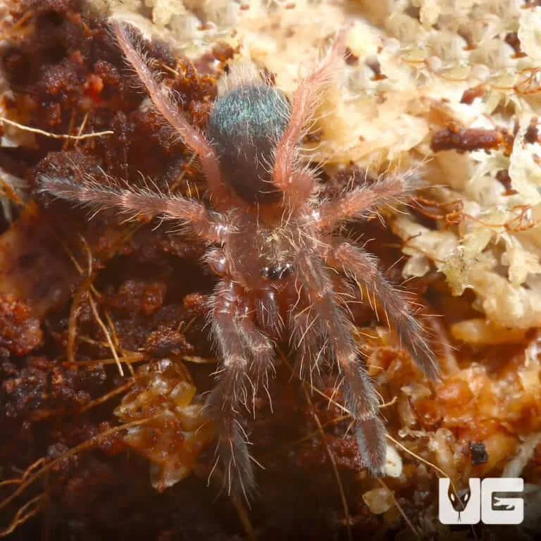 15390 redridge tarantula enclosure