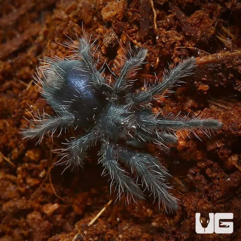 15390 redridge tarantula feeding