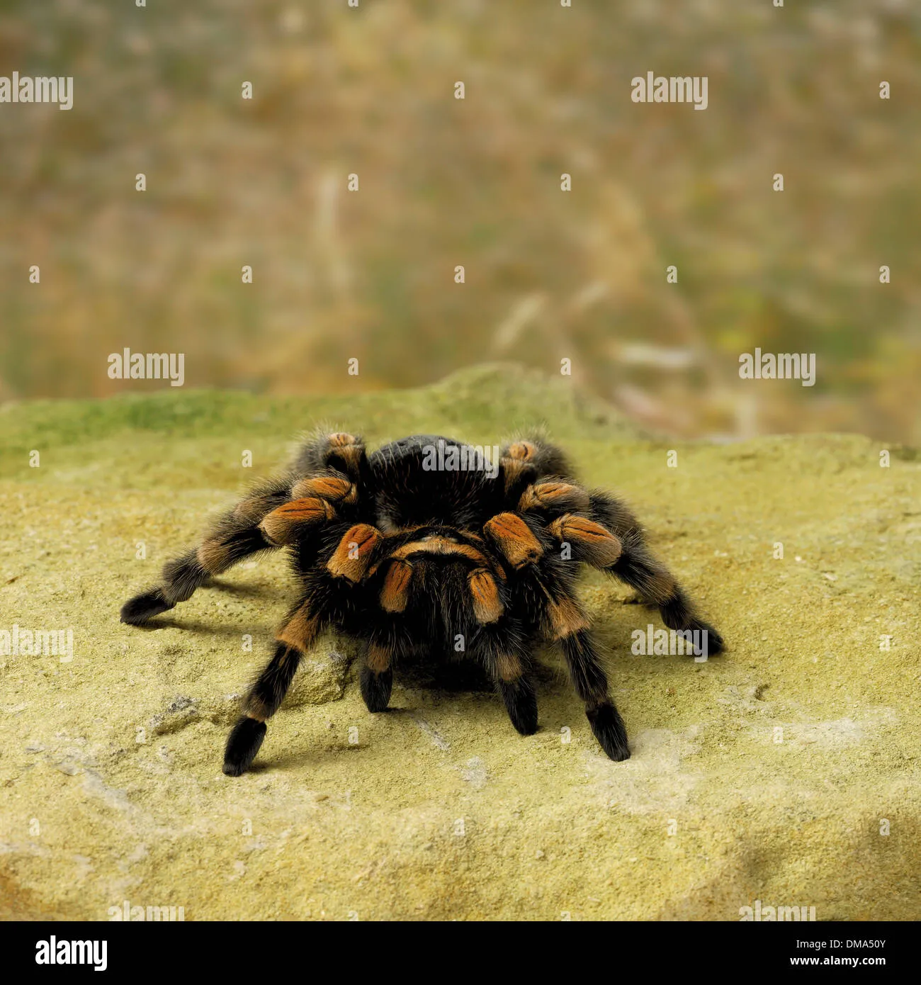 /img/15390-redridge-tarantula-substrate.webp