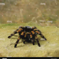 /img/15390-redridge-tarantula-substrate.webp