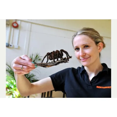 15391 goliath tarantula heating pad