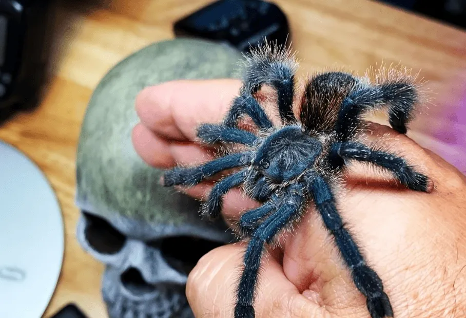 15392 pink toe tarantula feeding