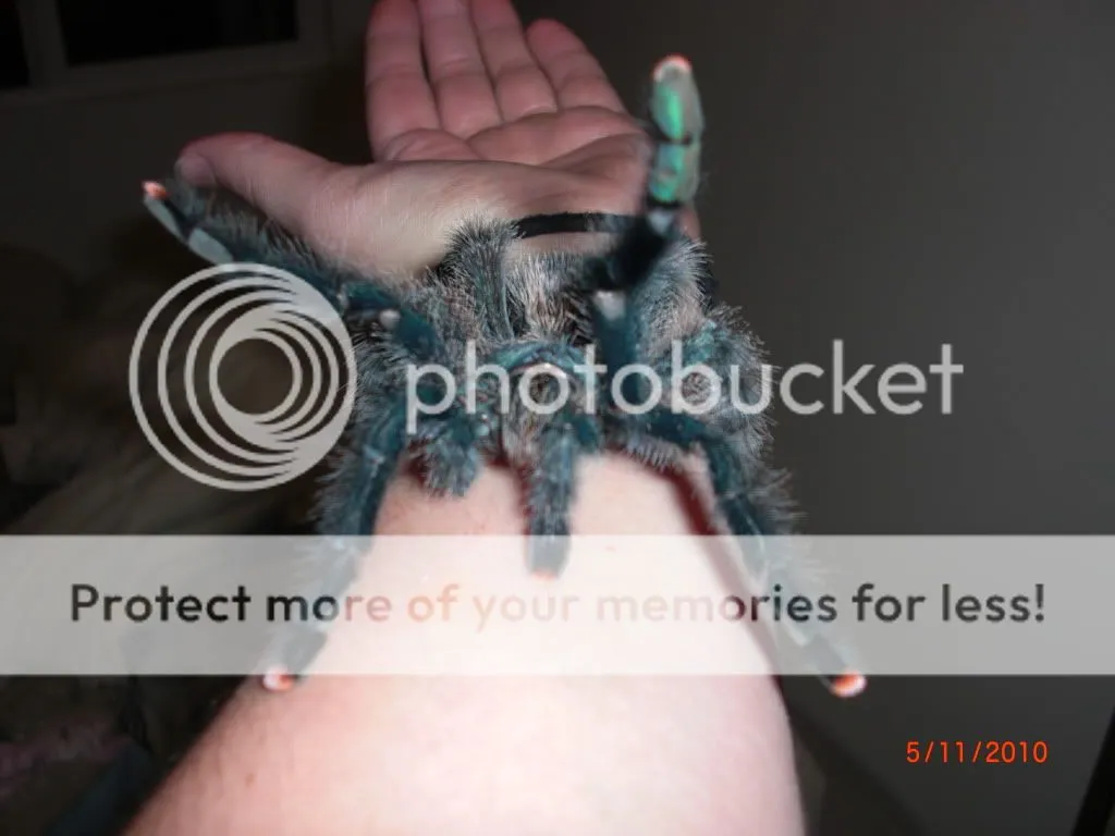 15392 pink toe tarantula handling