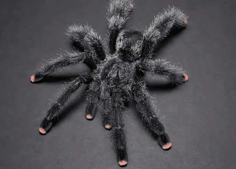15392 pink toe tarantula molting