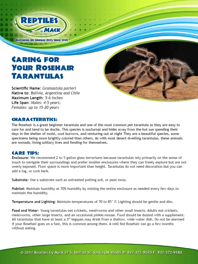 15394 healthy robustum tarantula