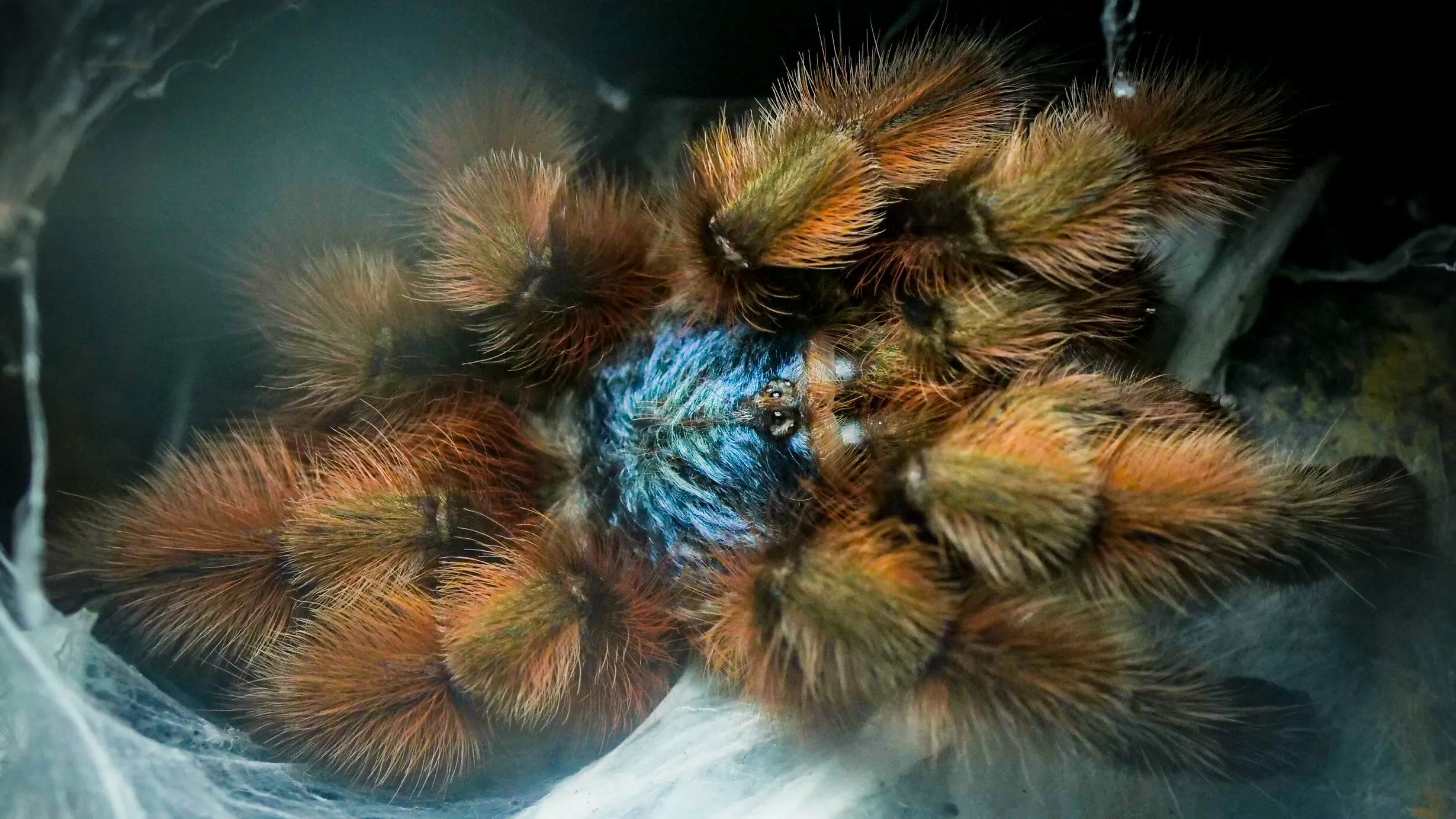 15394 tarantula feeding