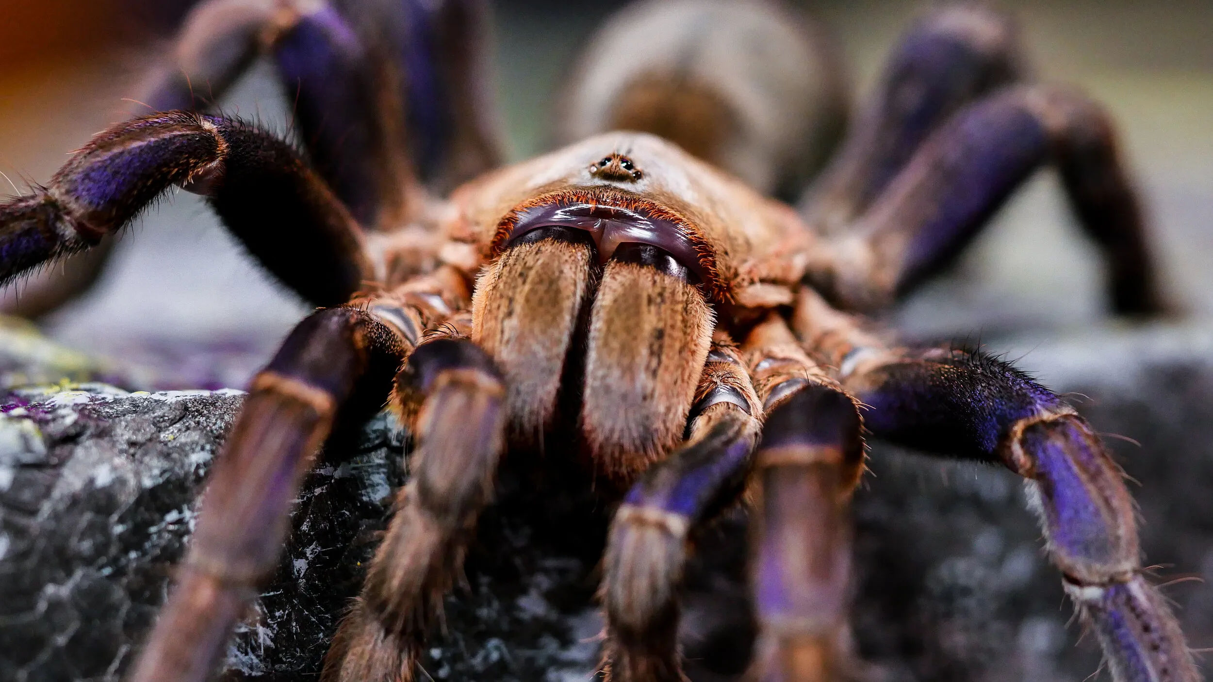 15394 tarantula handling