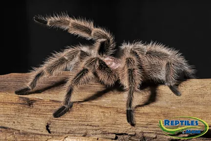 15394 tarantula molting