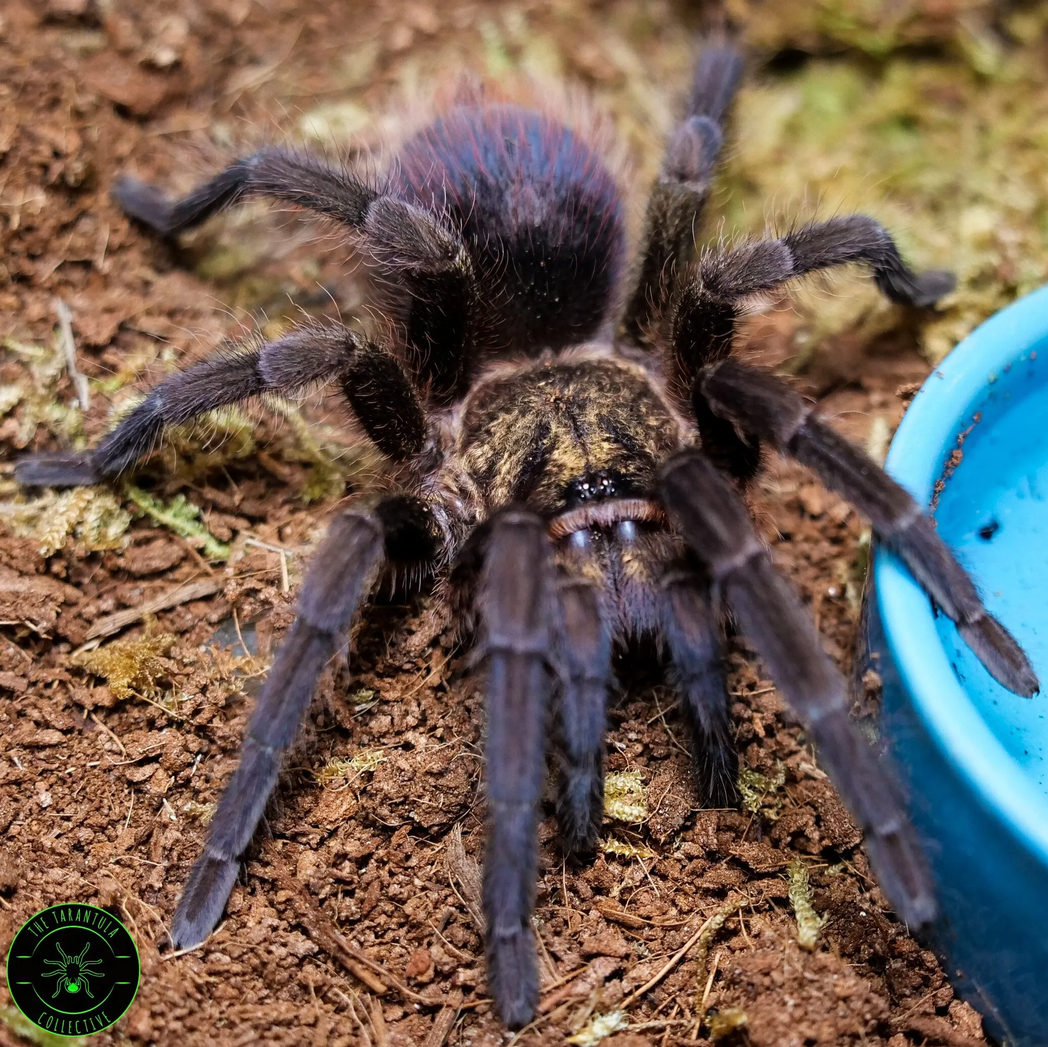 15394 tarantula water dish