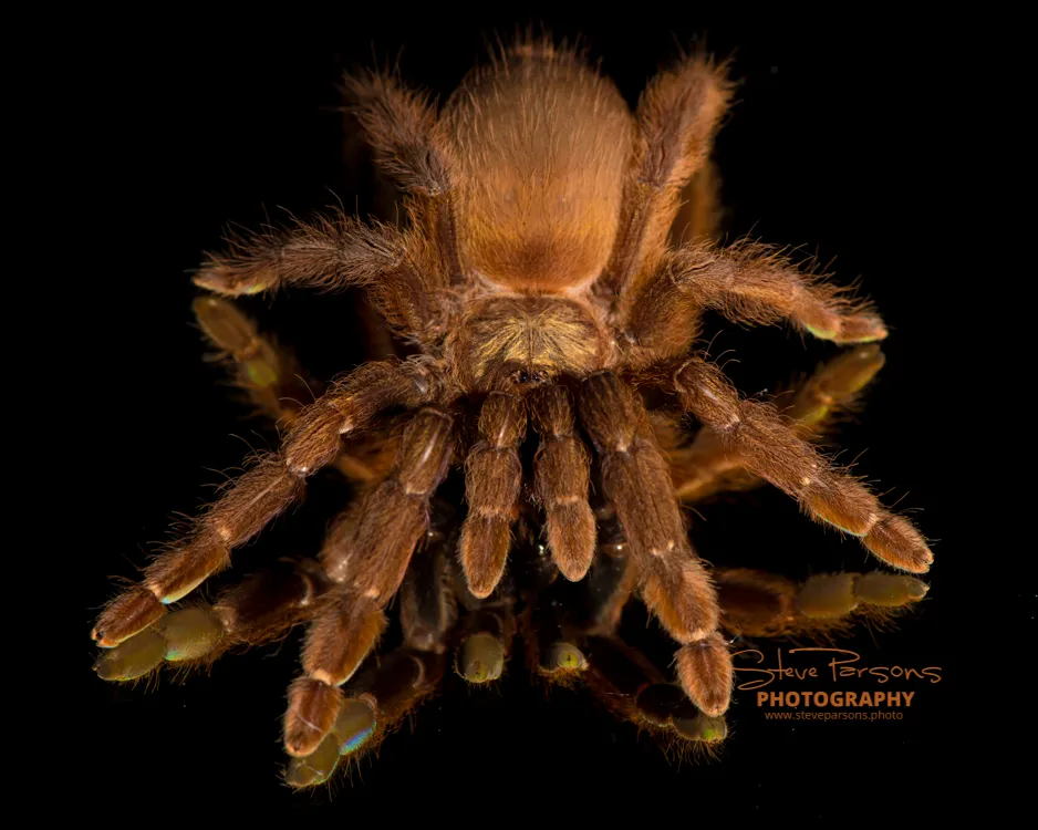 15395 allergic reaction