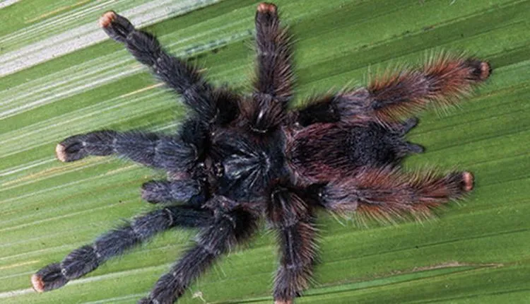 15396 pink toe tarantula dehydrated