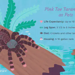 /img/15396-pink-toe-tarantula-illness.webp