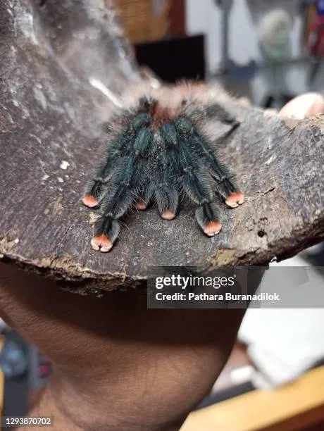 15396 pink toe tarantula stress