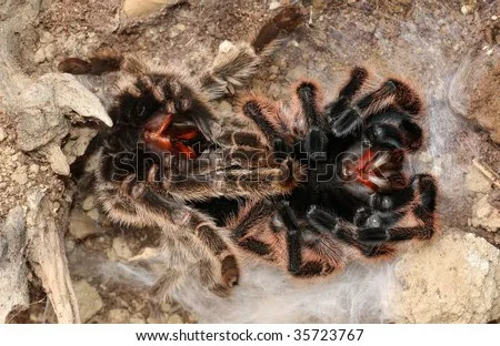 /img/15397-chilean-rose-tarantula-fangs-close-up.webp