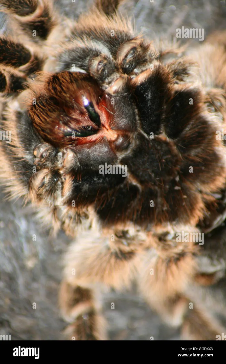 15397 chilean rose tarantula handling