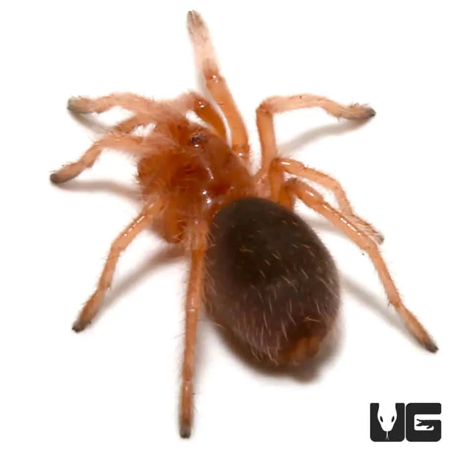15397 chilean rose tarantula molting
