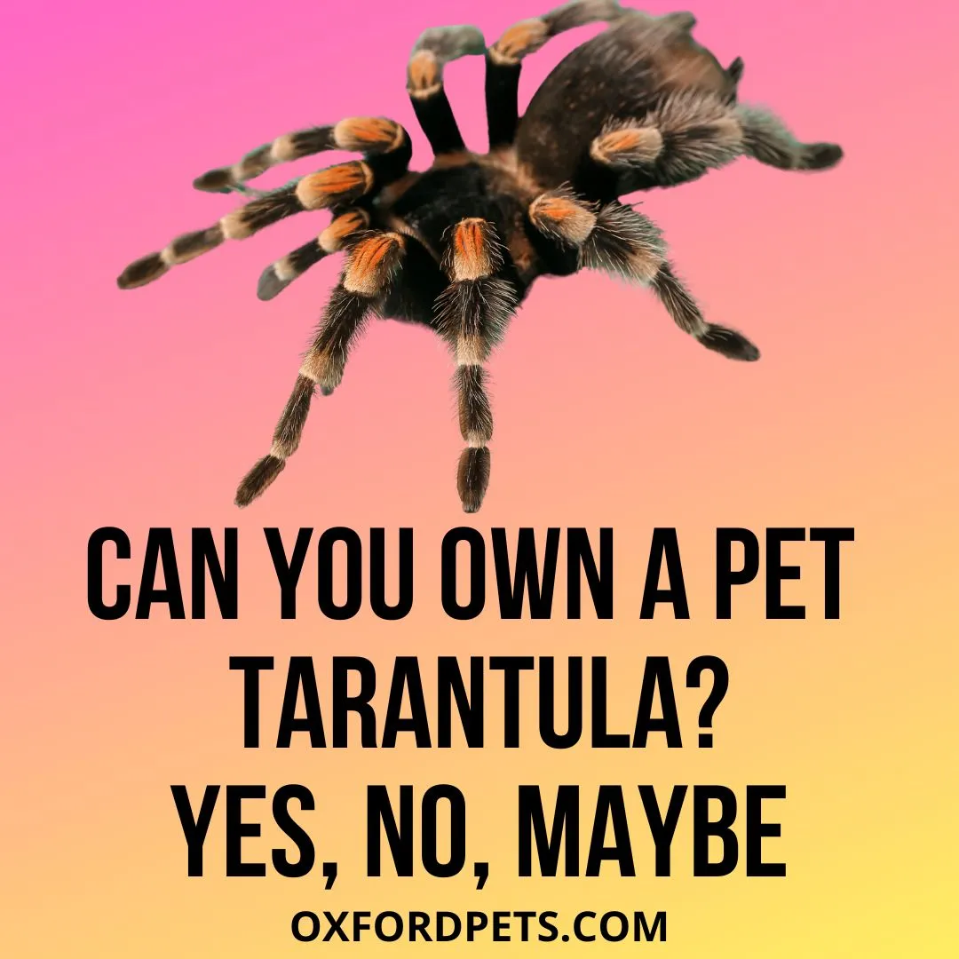 15399 tarantula enclosure