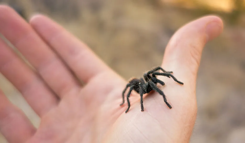 15399 tarantula handling