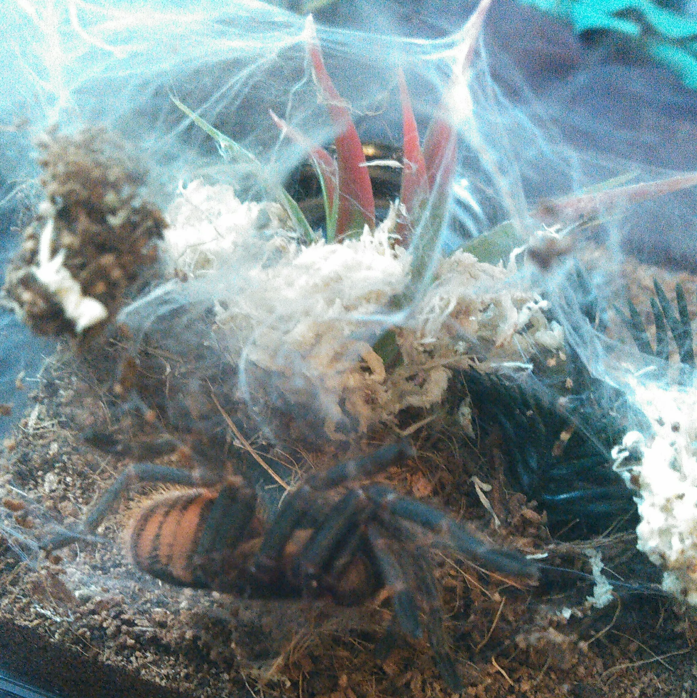 15400 gbb tarantula feeding guide image1