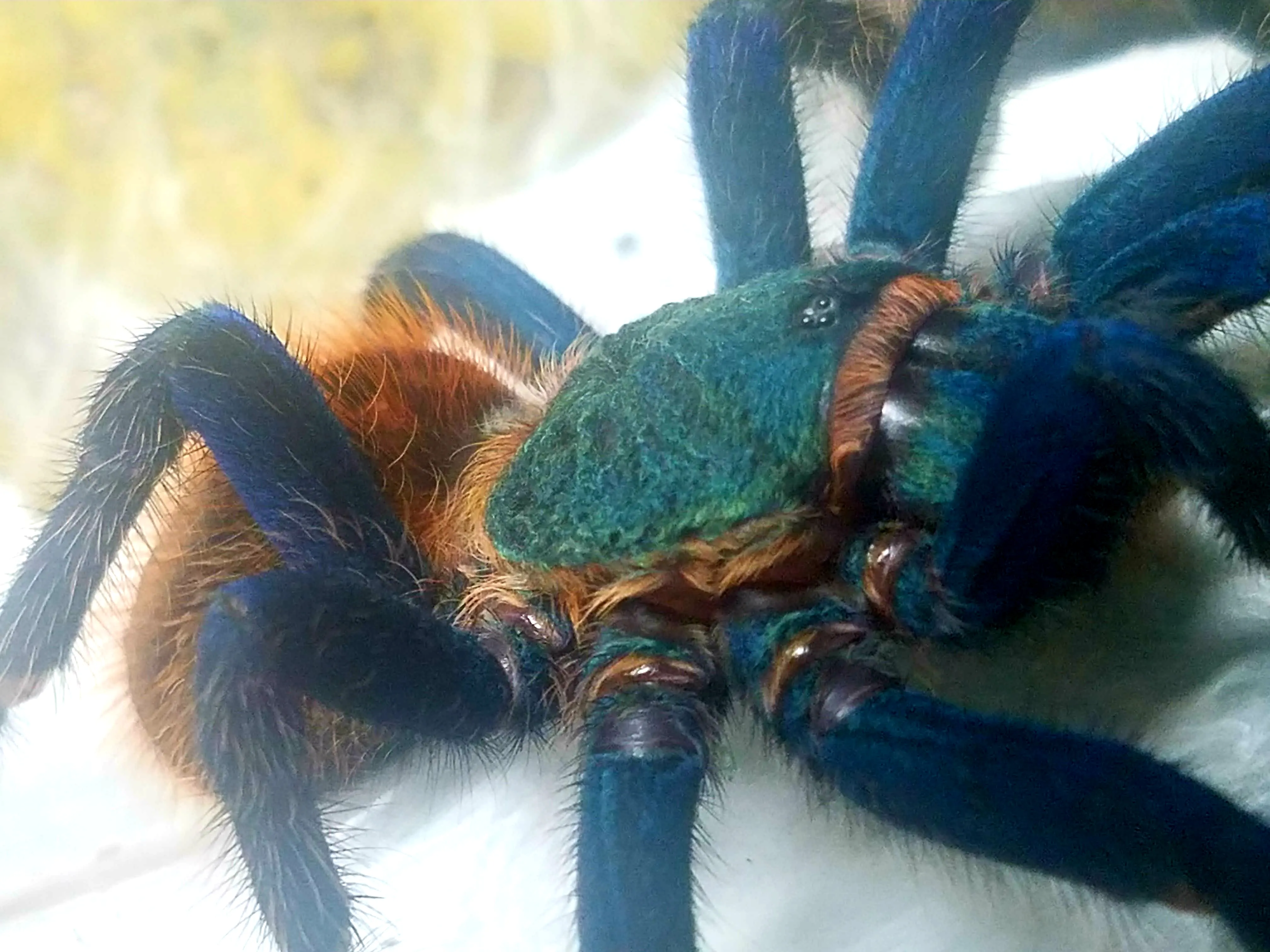 15400 gbb tarantula feeding image2