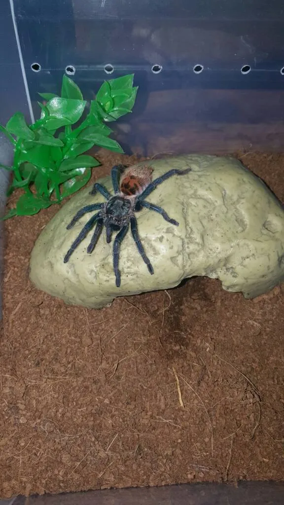 15400 gbb tarantula feeding image3