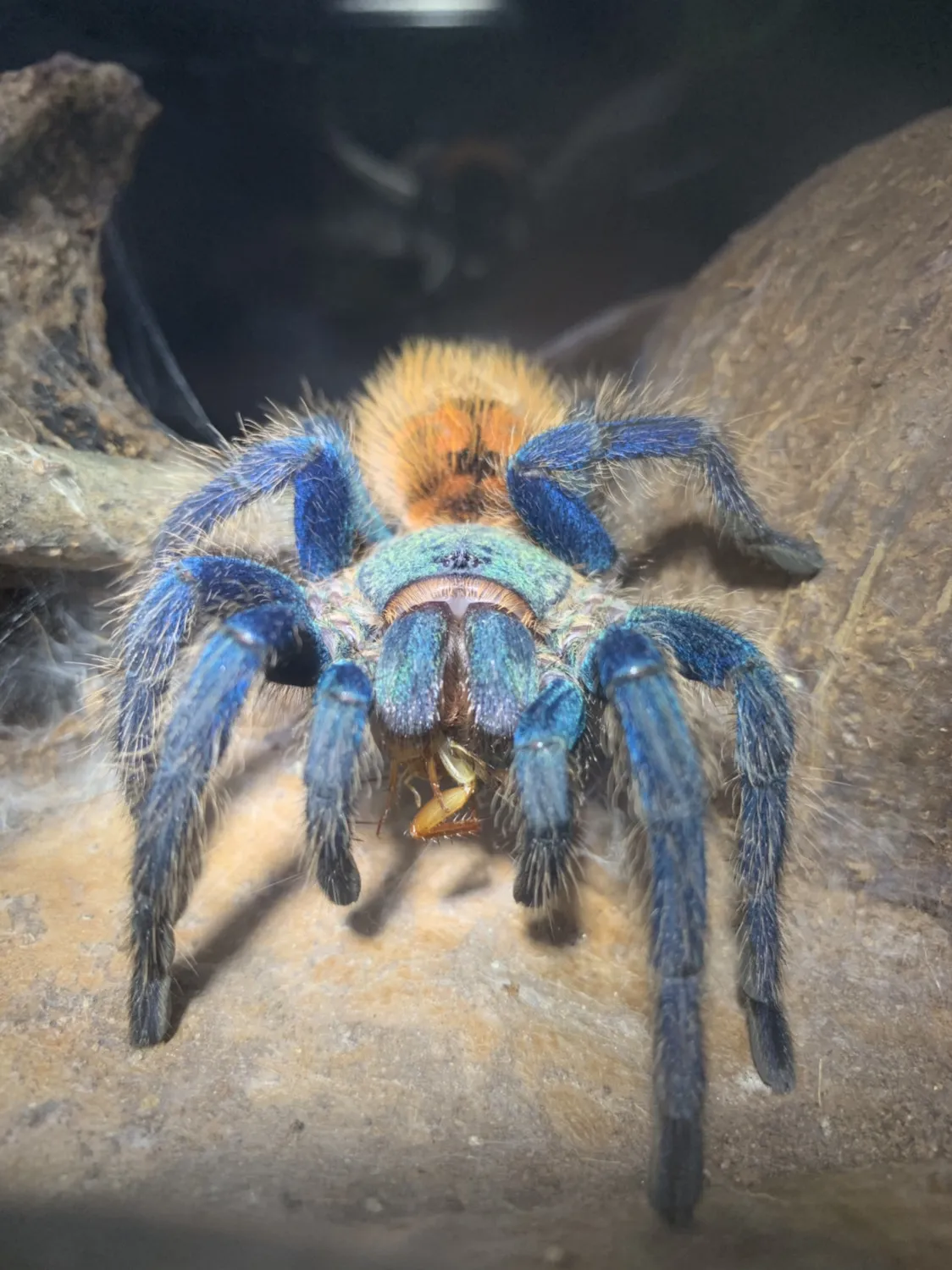 15400 gbb tarantula feeding image4