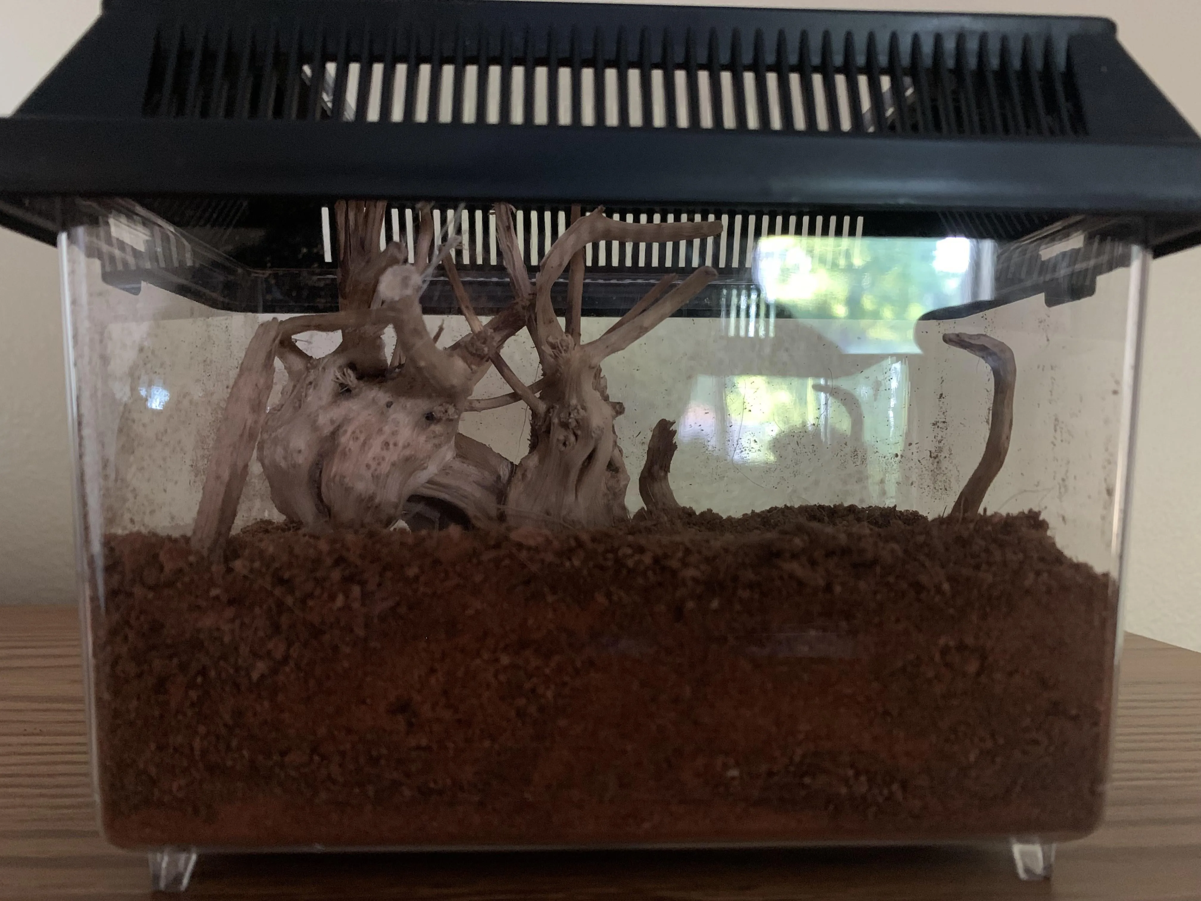 15400 gbb tarantula feeding image5