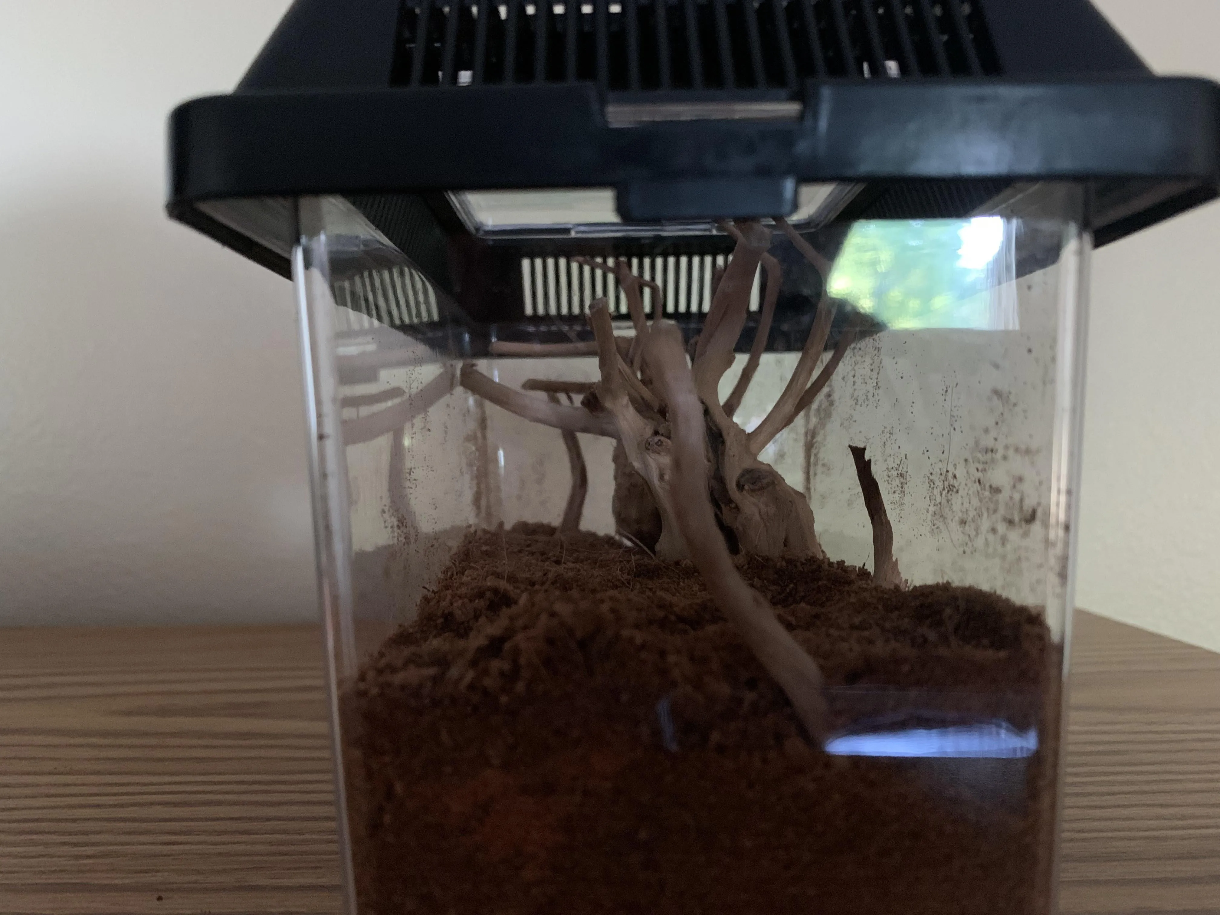 15400 gbb tarantula feeding image6