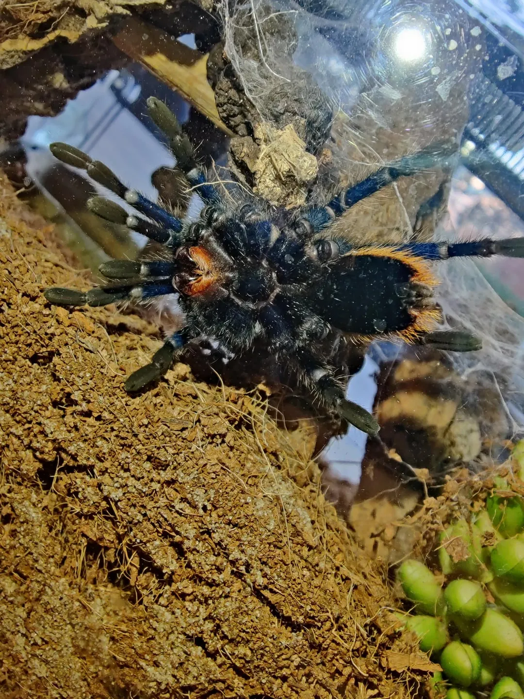 /img/15400-gbb-tarantula-feeding-image7.webp