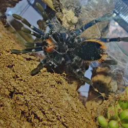 /img/15400-gbb-tarantula-feeding-image7.webp