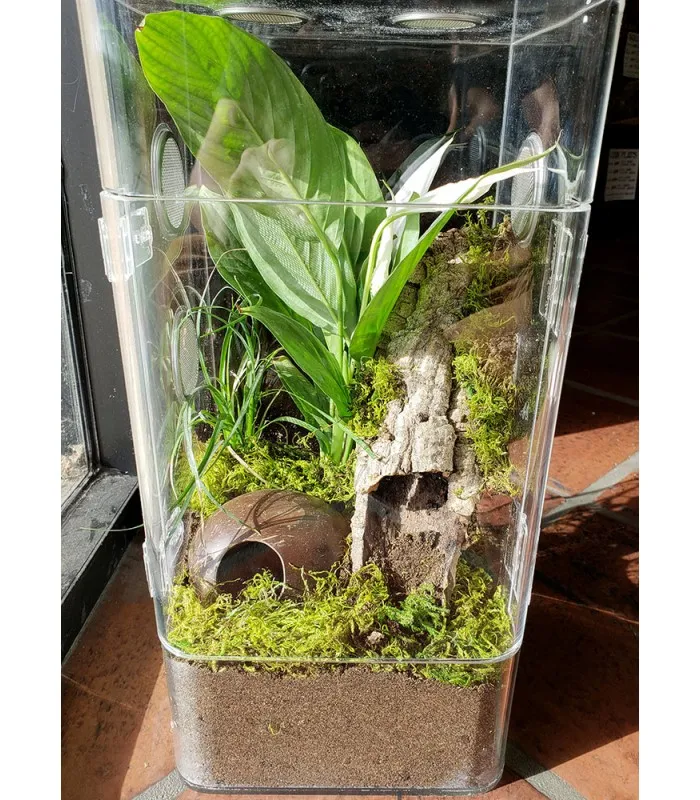 15401 tarantula enclosure day night