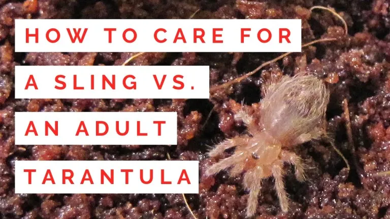 15402 juvenile tarantula