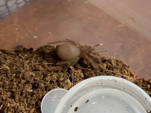 15402 tarantula enclosure sling